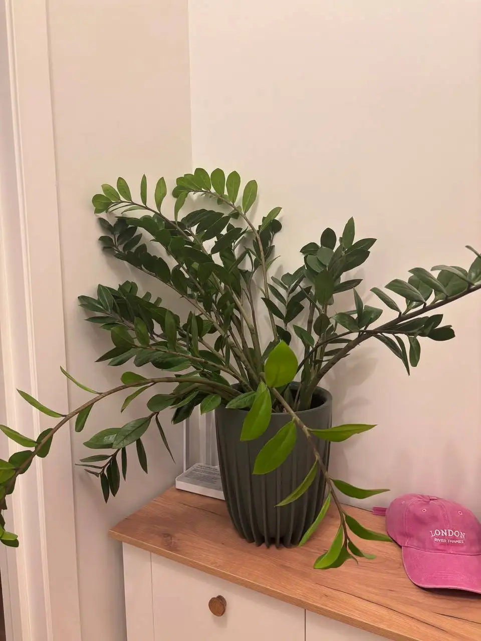 Продам замиокулькас - Комнатные растения (Хобби и отдых) в Красногорск