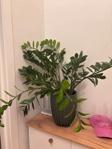 Продам замиокулькас - Садоводство в Красногорск