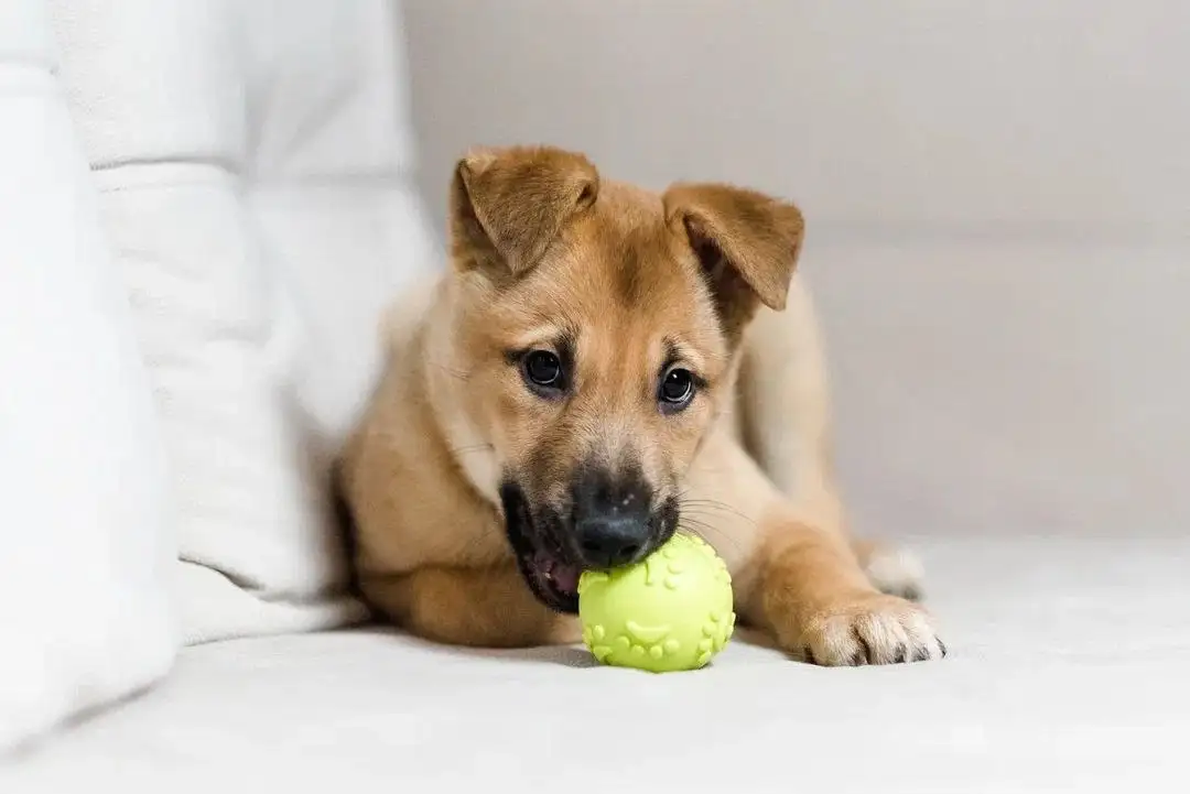 Щенок Бурак ищет дом - Собаки (Животные) в Красногорск