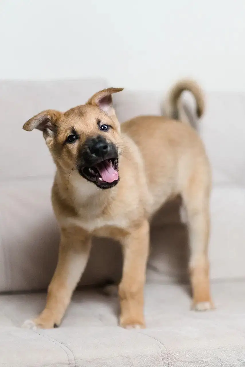 Щенок Бурак ищет дом - Собаки (Животные) в Красногорск