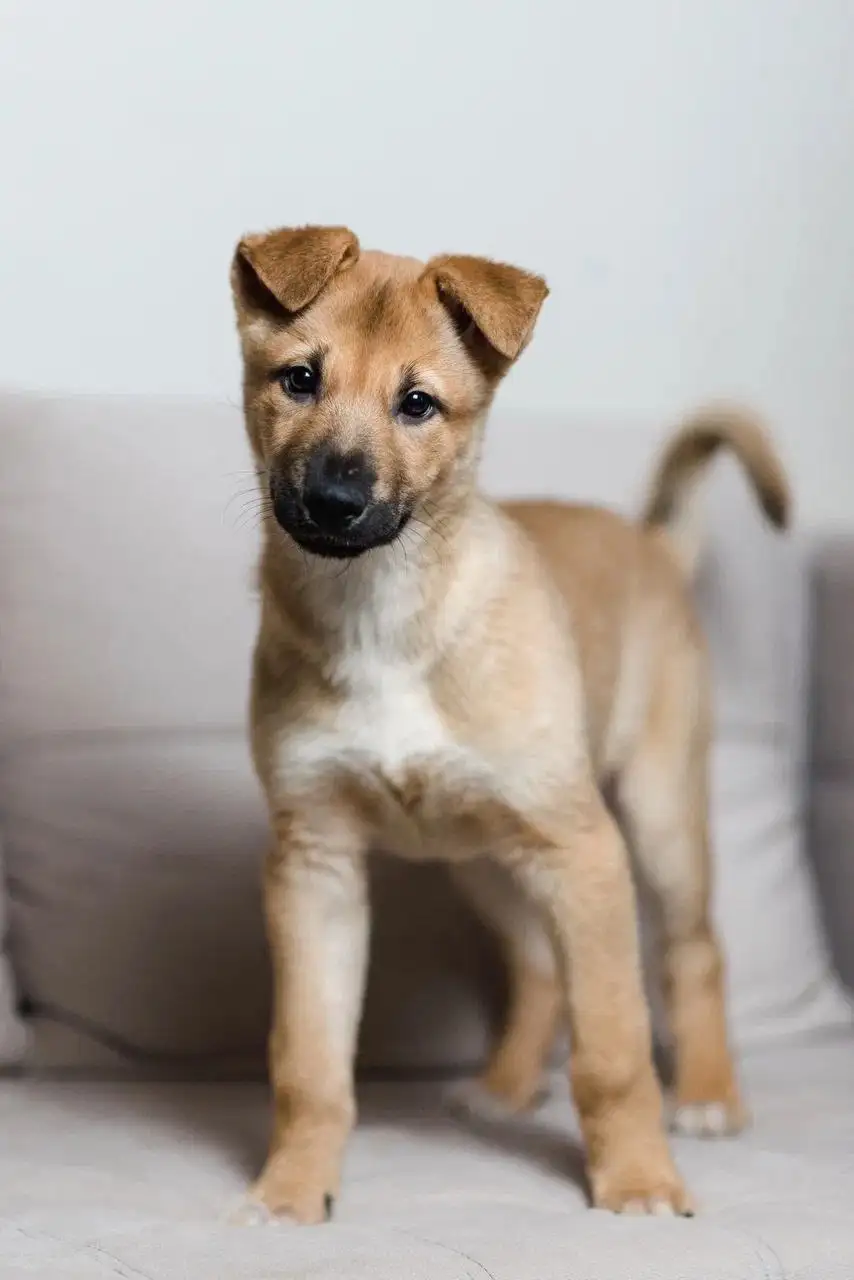 Щенок Бурак ищет дом - Собаки (Животные) в Красногорск