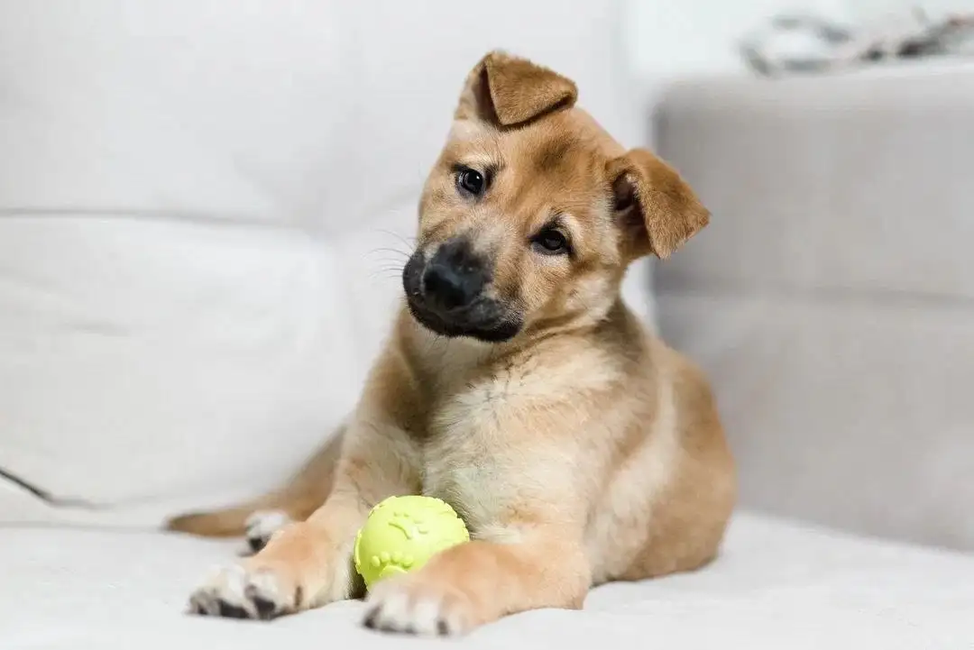 Щенок Бурак ищет дом - Собаки (Животные) в Красногорск