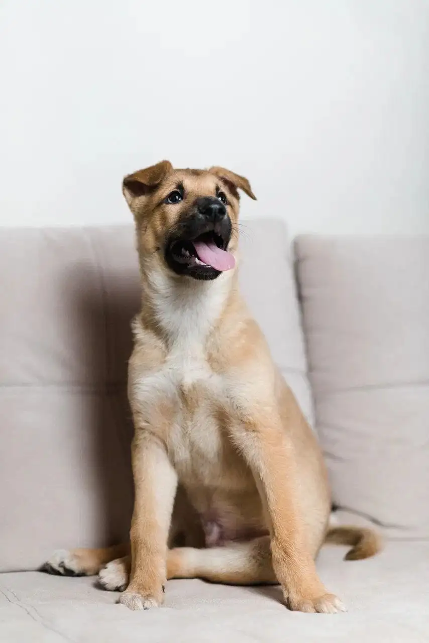 Щенок Бурак ищет дом - Собаки (Животные) в Красногорск