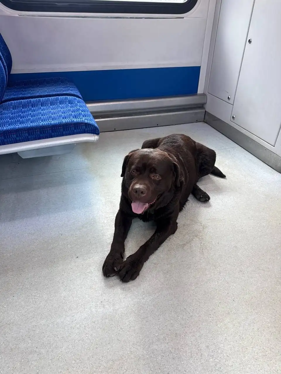 Найден лабрадор шоколадного цвета - Собаки (Животные) в Красногорск