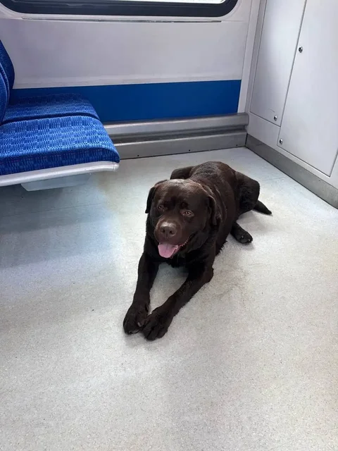 Найден лабрадор шоколадного цвета - частное объявление в Красногорск