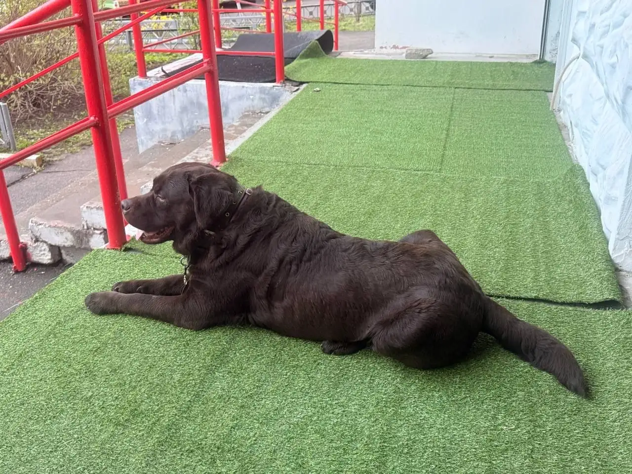 Найден лабрадор шоколадного цвета - Собаки (Животные) в Красногорск