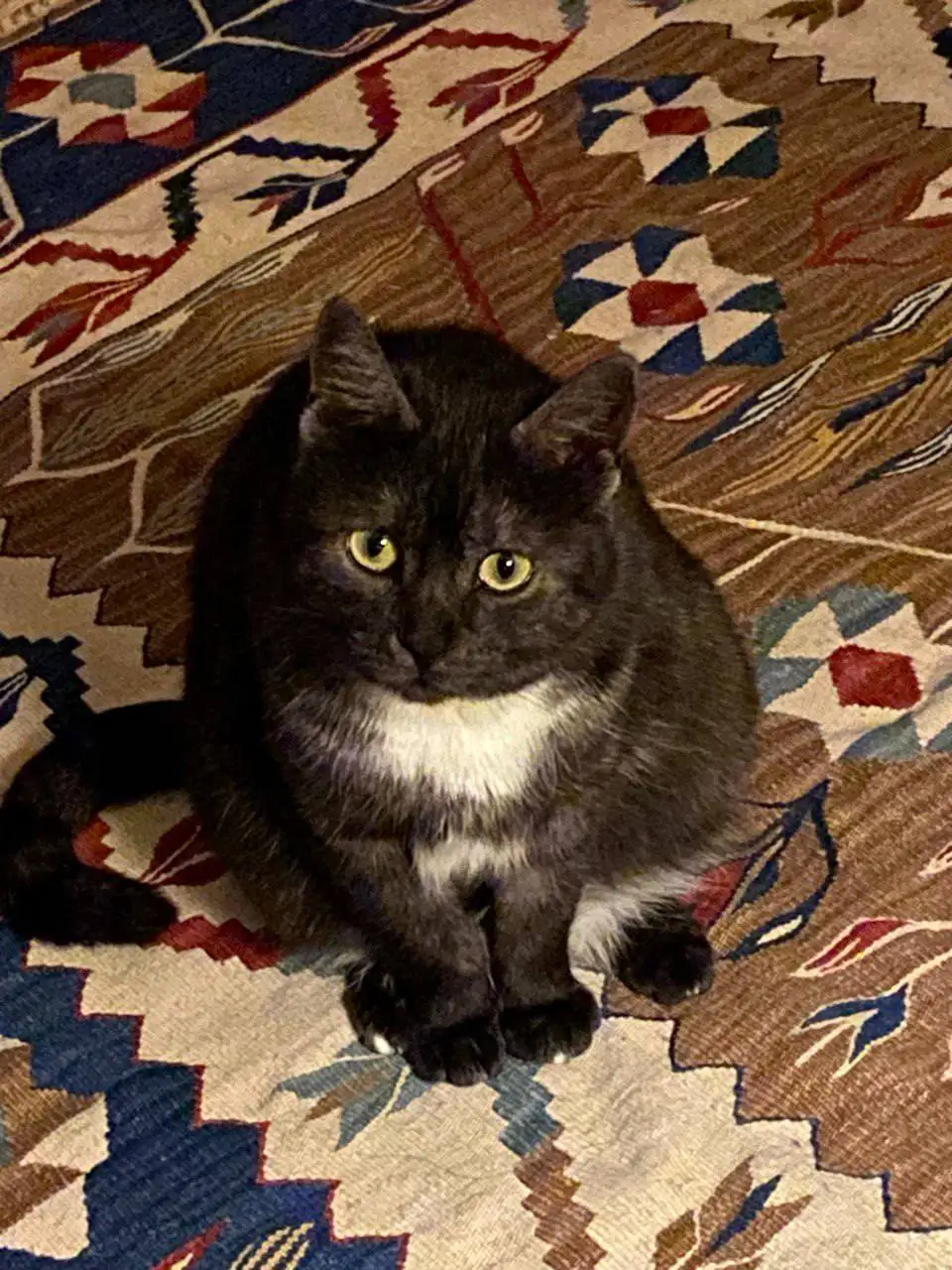 Ищет дом Варя-краса - кошка черный дым в Москве - Кошки (Животные) в Москва