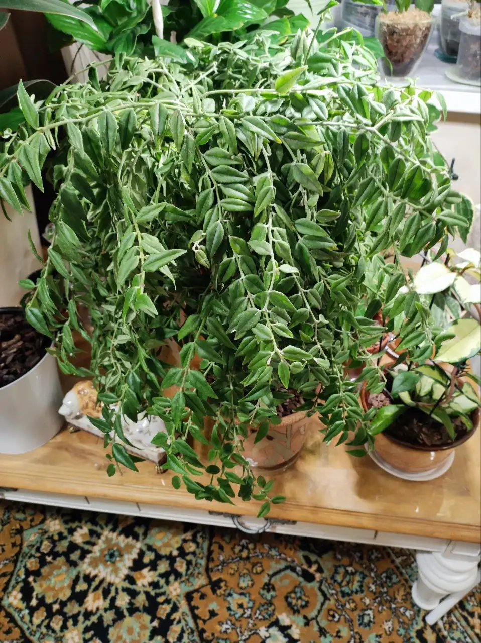 Срезы хойи Белла - Растения (Хобби и отдых) в Красногорск