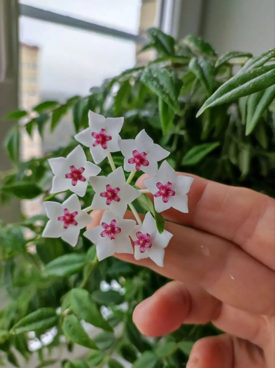 Срезы хойи Белла - Растения (Хобби и отдых) в Красногорск