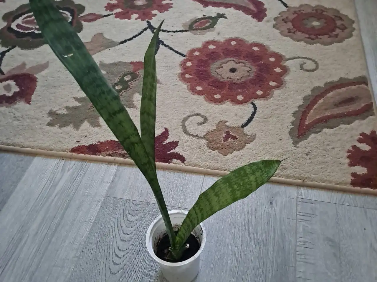 Продажа комнатных растений в Красногорске - Комнатные растения (Хобби и отдых) в Красногорск