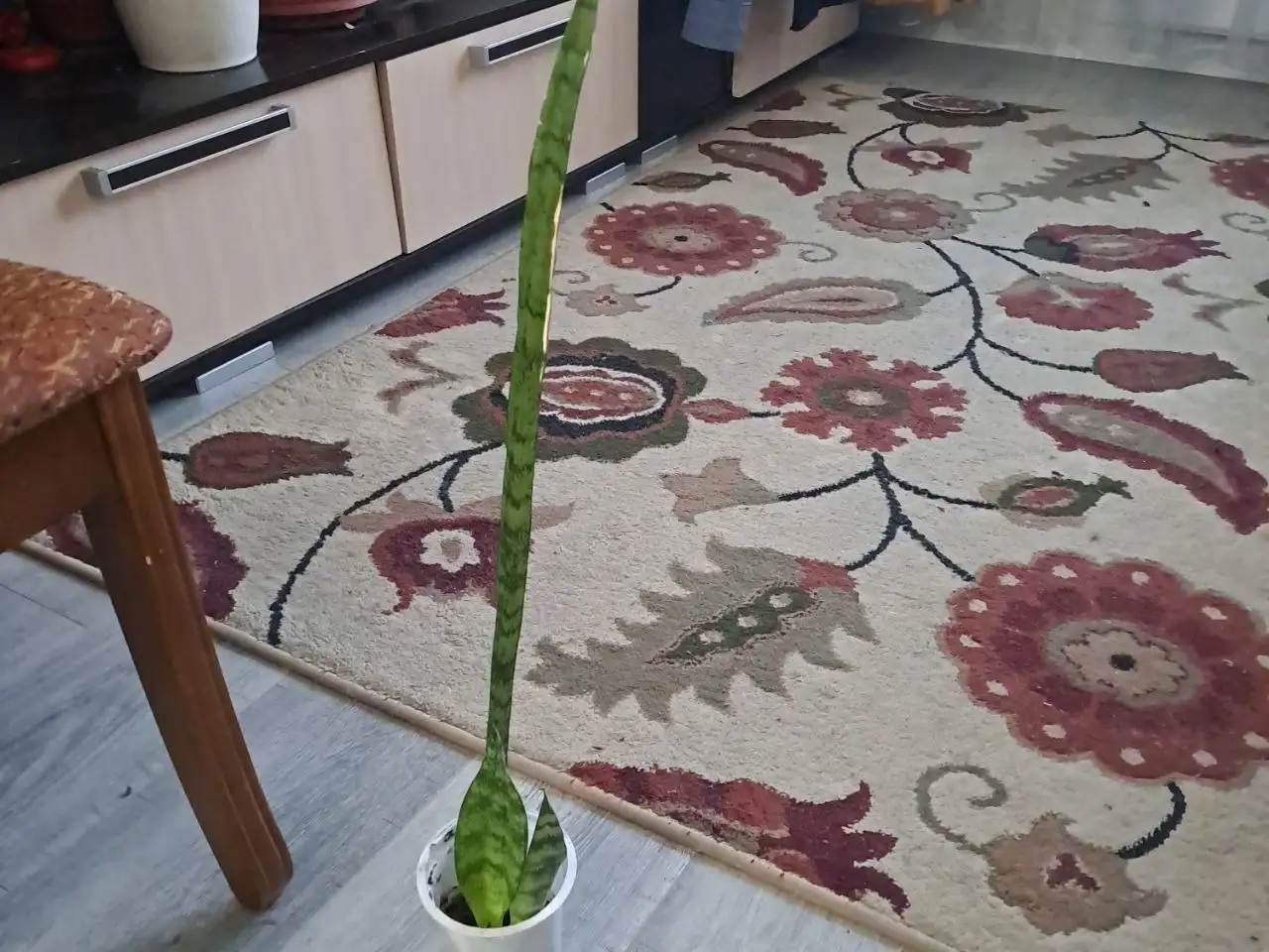 Продажа комнатных растений в Красногорске - Комнатные растения (Хобби и отдых) в Красногорск