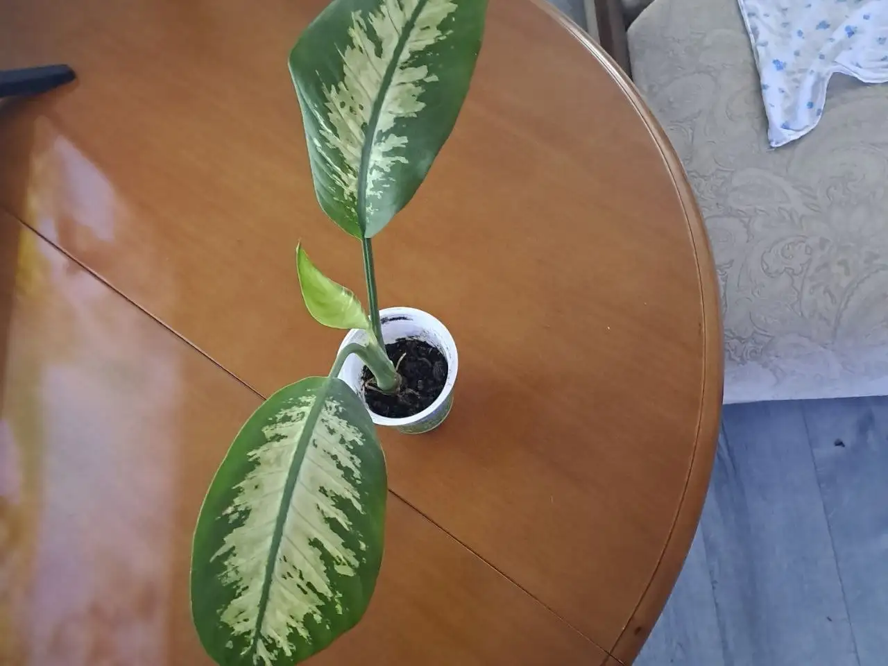 Продажа комнатных растений в Красногорске - Комнатные растения (Хобби и отдых) в Красногорск