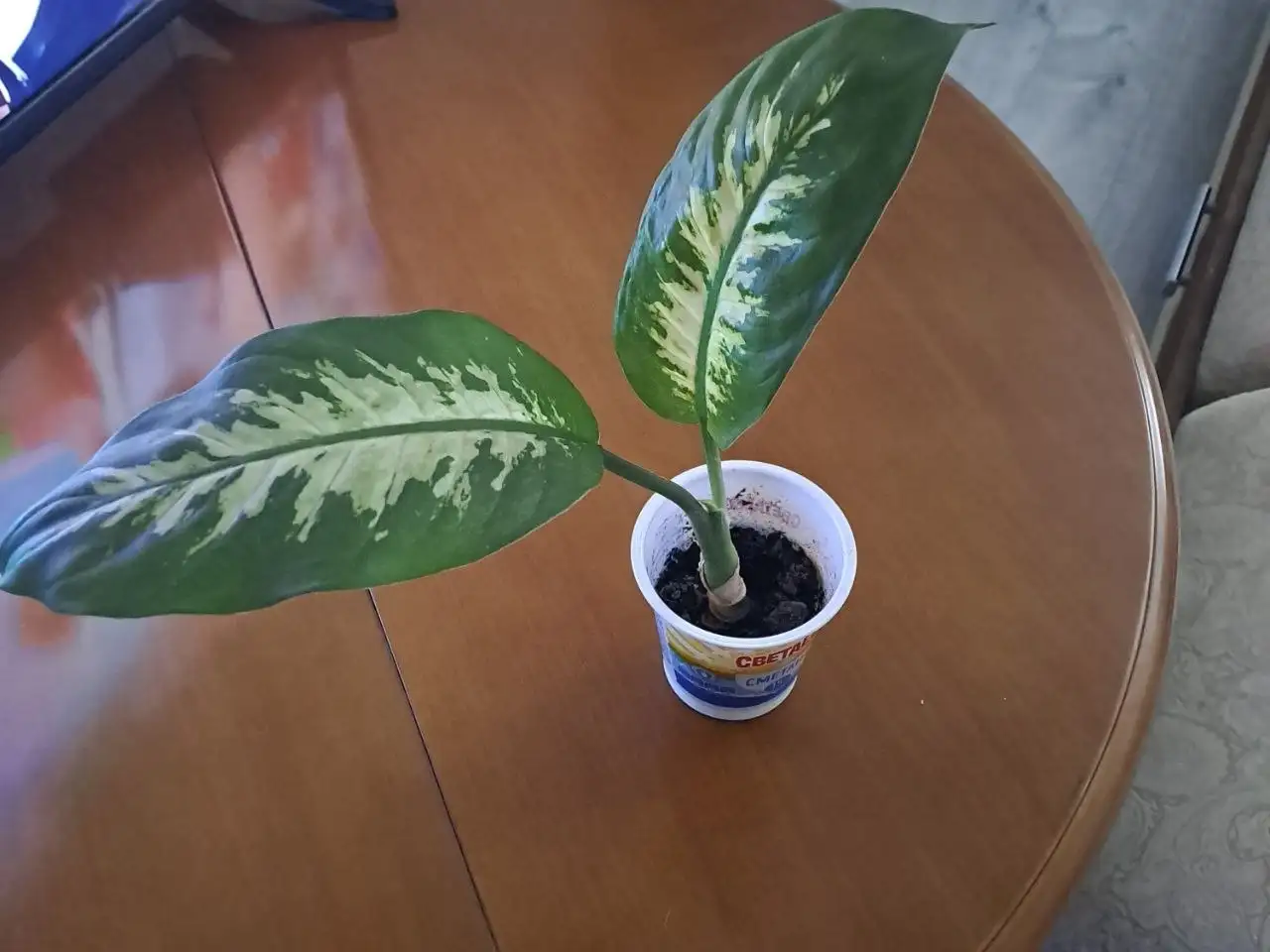 Продажа комнатных растений в Красногорске - Комнатные растения (Хобби и отдых) в Красногорск