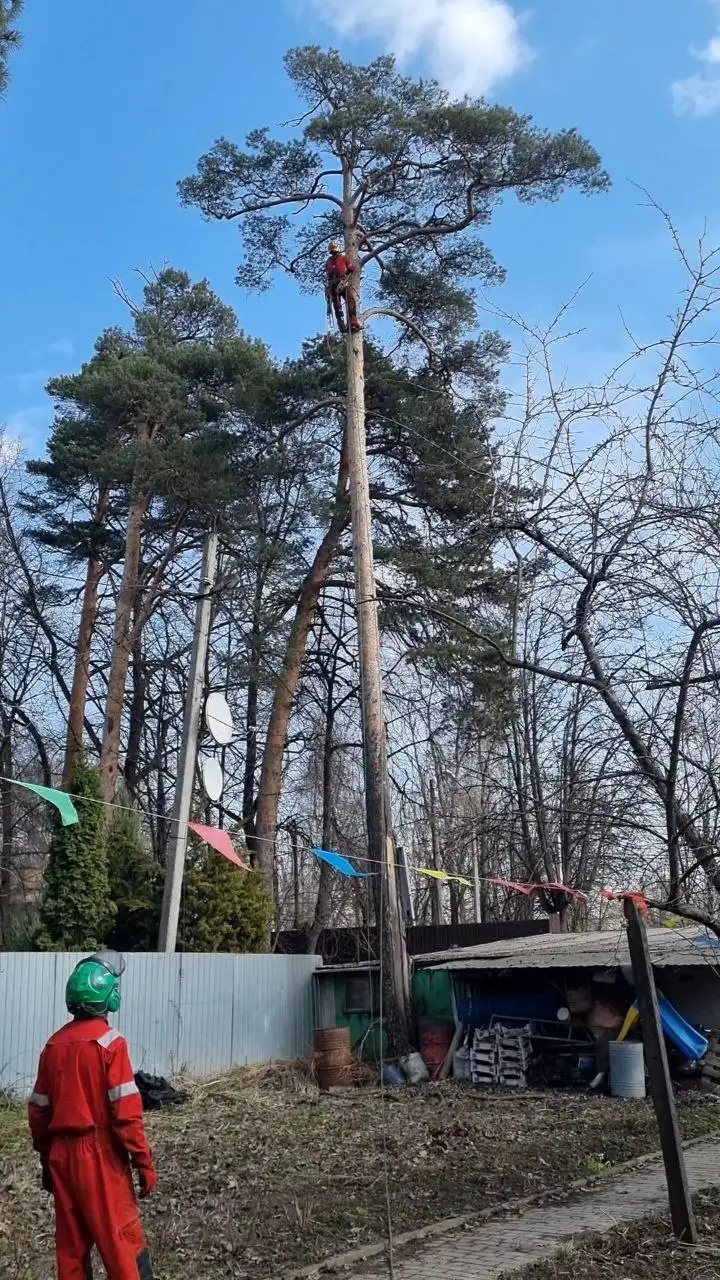 Услуги промышленного альпиниста и арбориста - Услуги в Красногорск