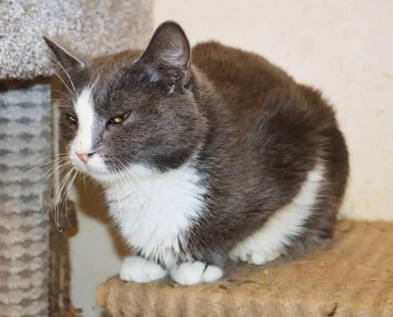 Котик ДымОК ищет дом - Кошки (Животные) в Москва