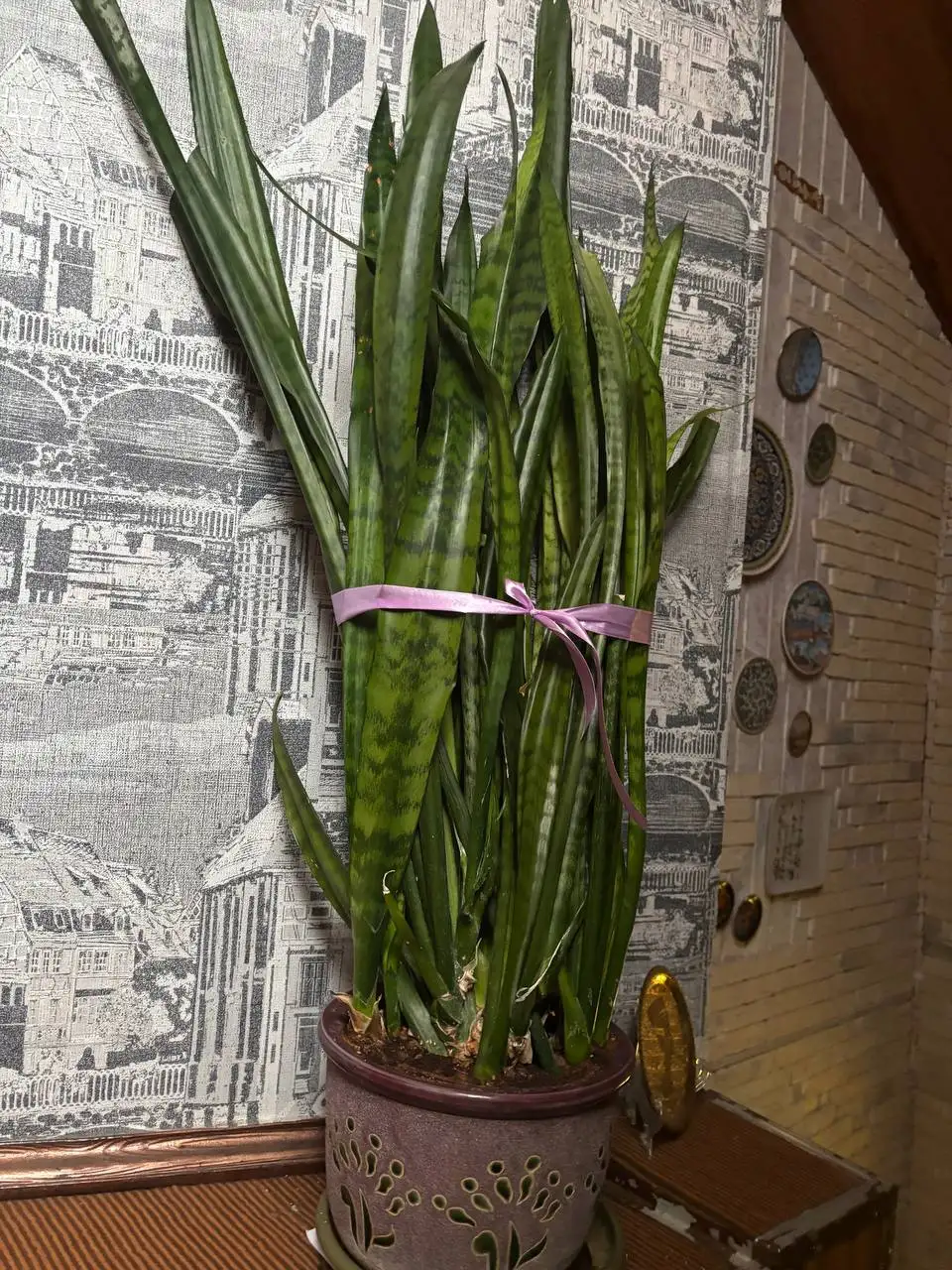 Продажа взрослых растений Сансевиерия Лауренти в кашпо - Растения (Барахолка) в Нахабино