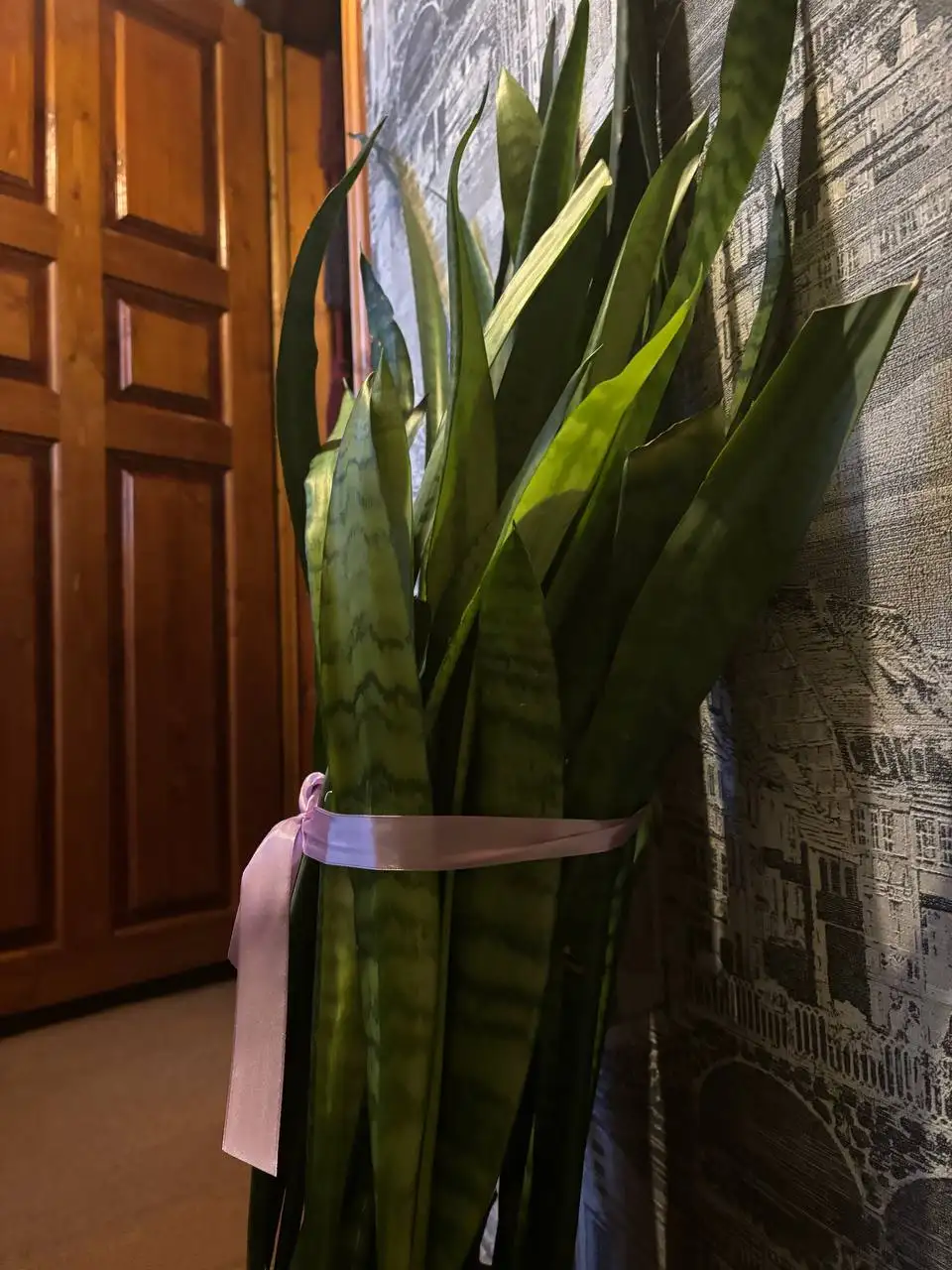 Продажа взрослых растений Сансевиерия Лауренти в кашпо - Растения (Барахолка) в Нахабино