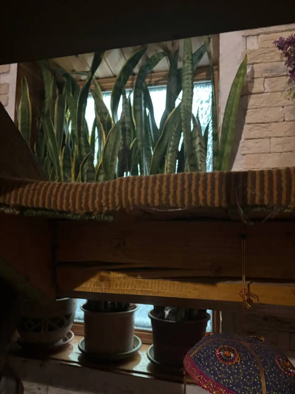 Продажа взрослых растений Сансевиерия Лауренти в кашпо - Растения (Барахолка) в Нахабино