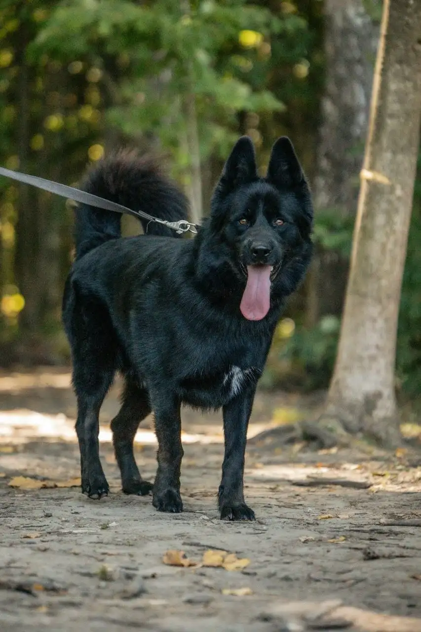 Пёс Блейд ищет семью в приюте - Собаки (Животные) в Красногорск