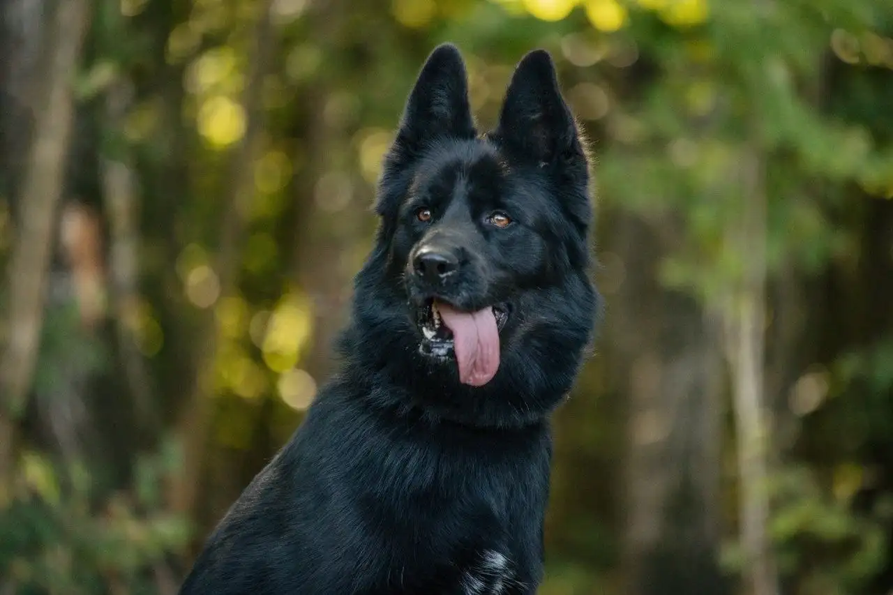 Пёс Блейд ищет семью в приюте - Собаки (Животные) в Красногорск