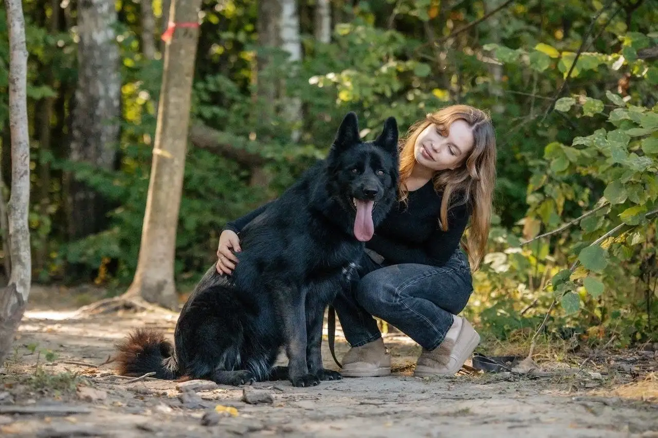 Пёс Блейд ищет семью в приюте - Собаки (Животные) в Красногорск