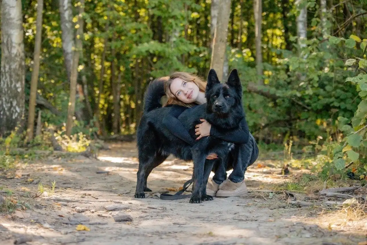 Пёс Блейд ищет семью в приюте - Собаки (Животные) в Красногорск