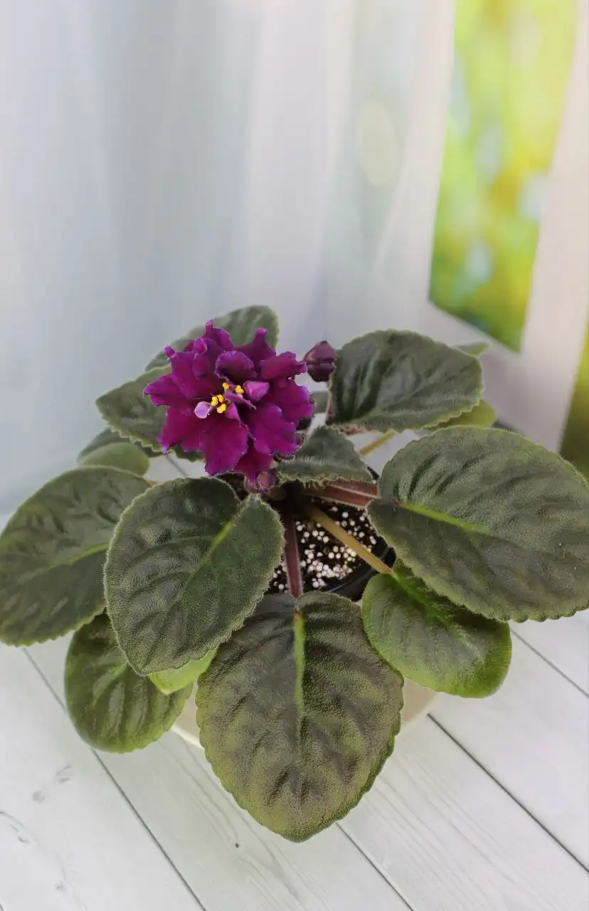 Фиалки для дома - Растения (Для дома и дачи) в Красногорск