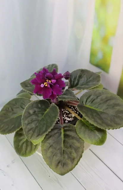 Фиалки для дома - Саженцы в Красногорск