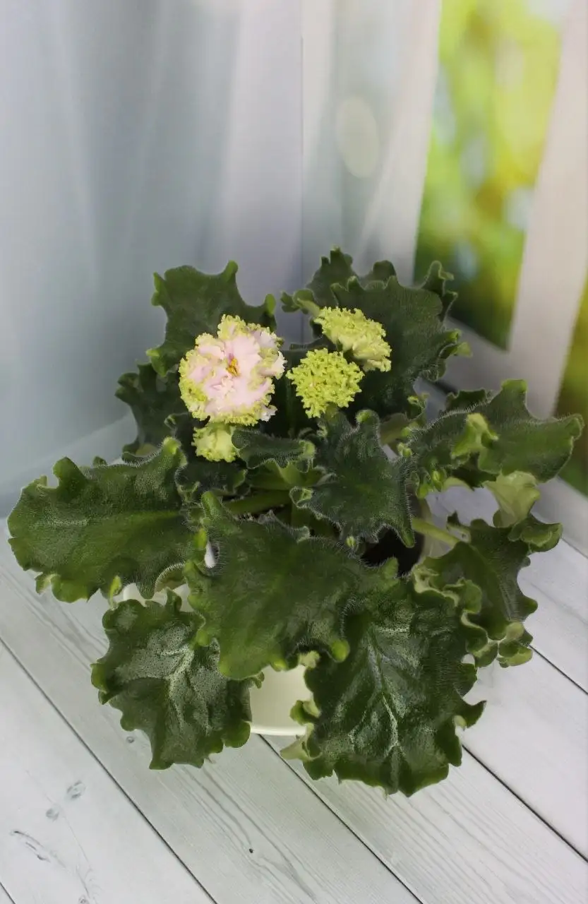 Фиалки для дома - Растения (Для дома и дачи) в Красногорск