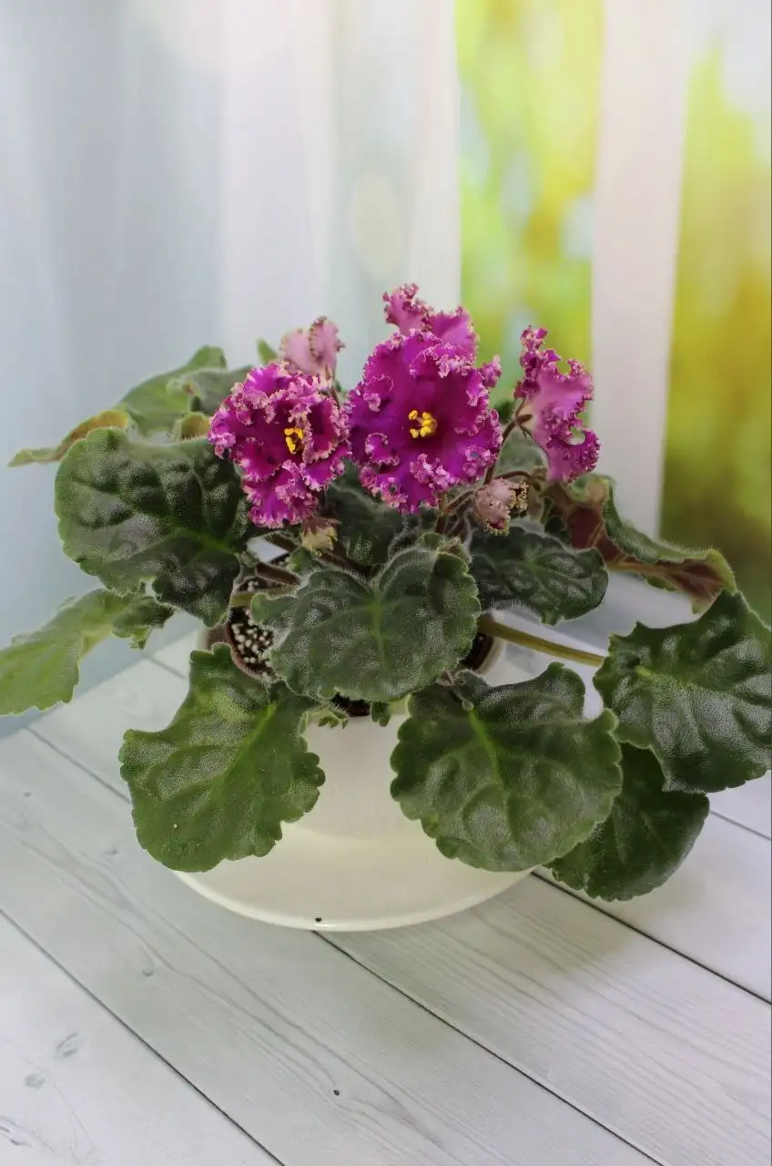 Фиалки для дома - Растения (Для дома и дачи) в Красногорск