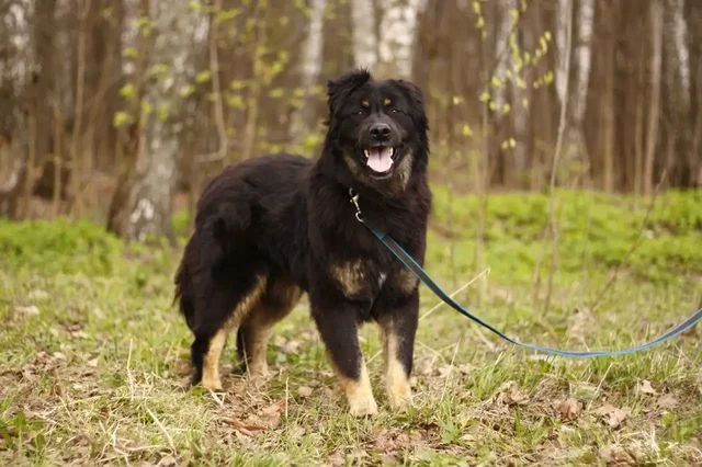 Купер ищет дом - частное объявление в Красногорск