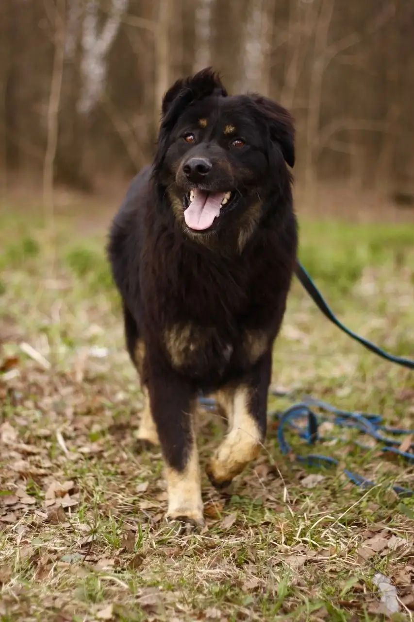 Купер ищет дом - Собаки (Животные) в Красногорск