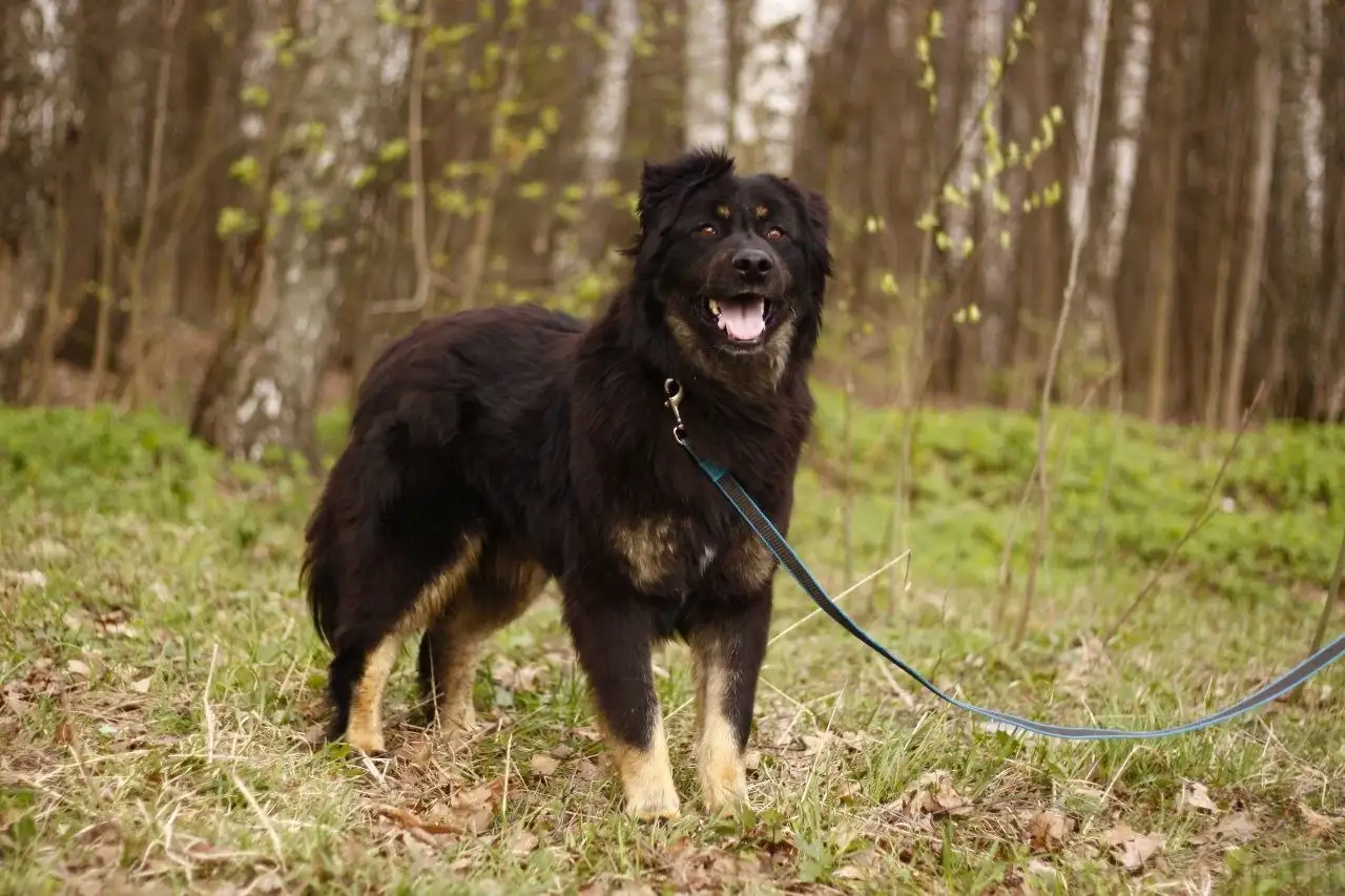 Купер ищет дом - Собаки (Животные) в Красногорск