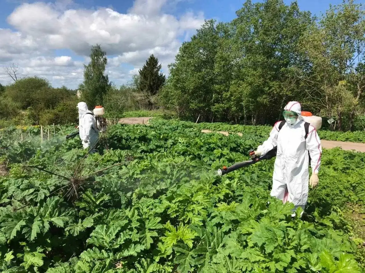 Услуги по защите дома от вредителей - Услуги по дезинсекции/дератизации (Услуги) в Красногорск