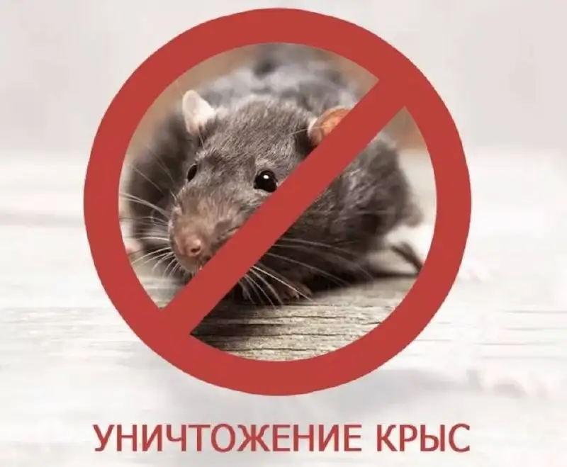 Услуги по защите дома от вредителей - Услуги по дезинсекции/дератизации (Услуги) в Красногорск