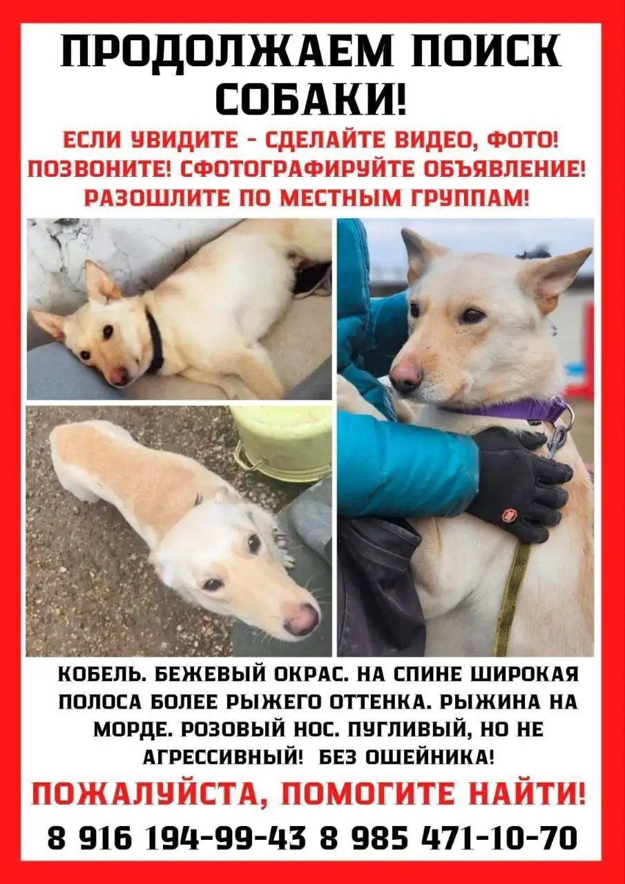 Пропала собака, кобель палевого окраса - Потеряшки (Животные) в Москва