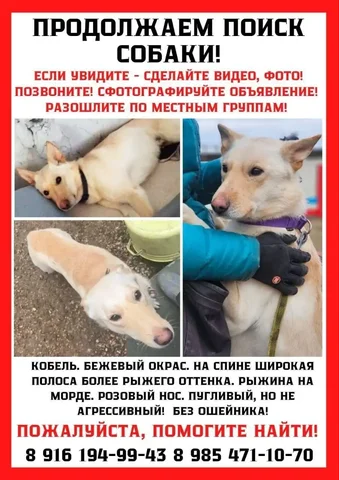 Пропала собака, кобель палевого окраса - частное объявление в Москва