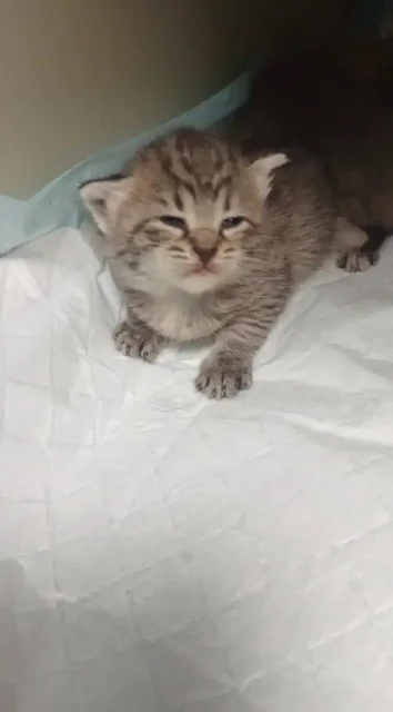 Котята и мама ищут дом - Животные в Москва
