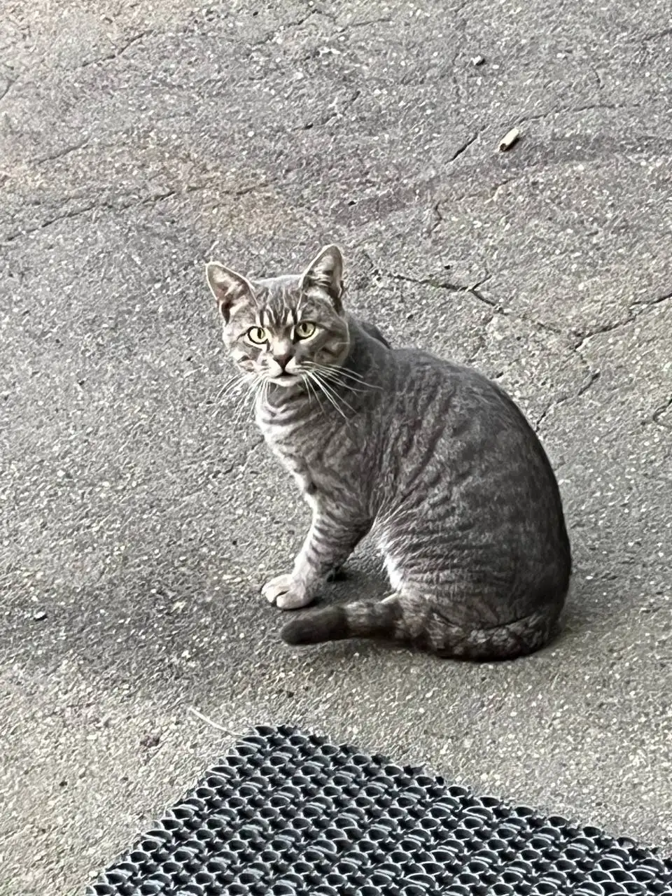 Котята и мама ищут дом - Кошки (Животные) в Москва