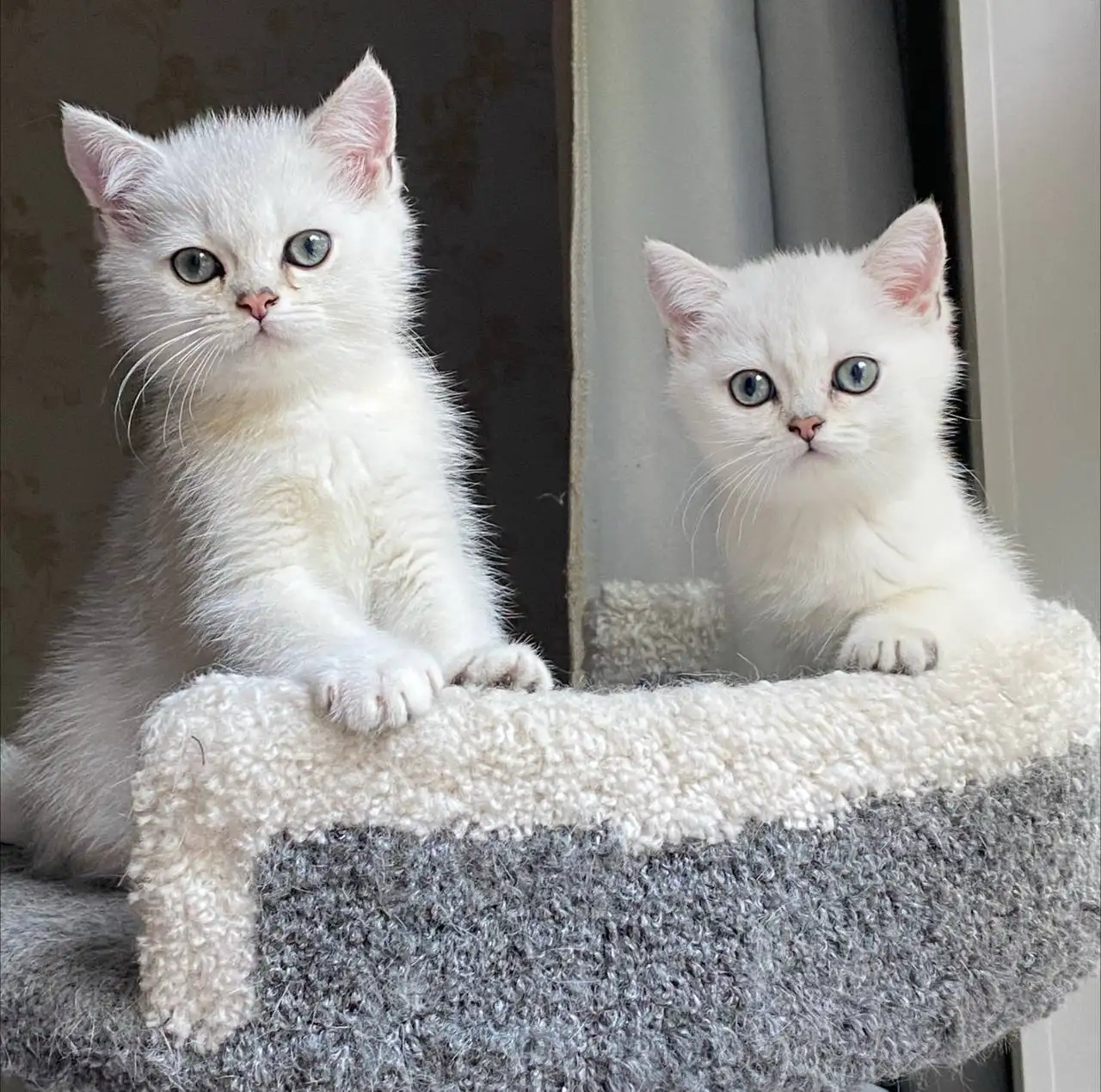 Продаются котята породы Британская серебристая шиншилла - Кошки (Животные) в Красногорск