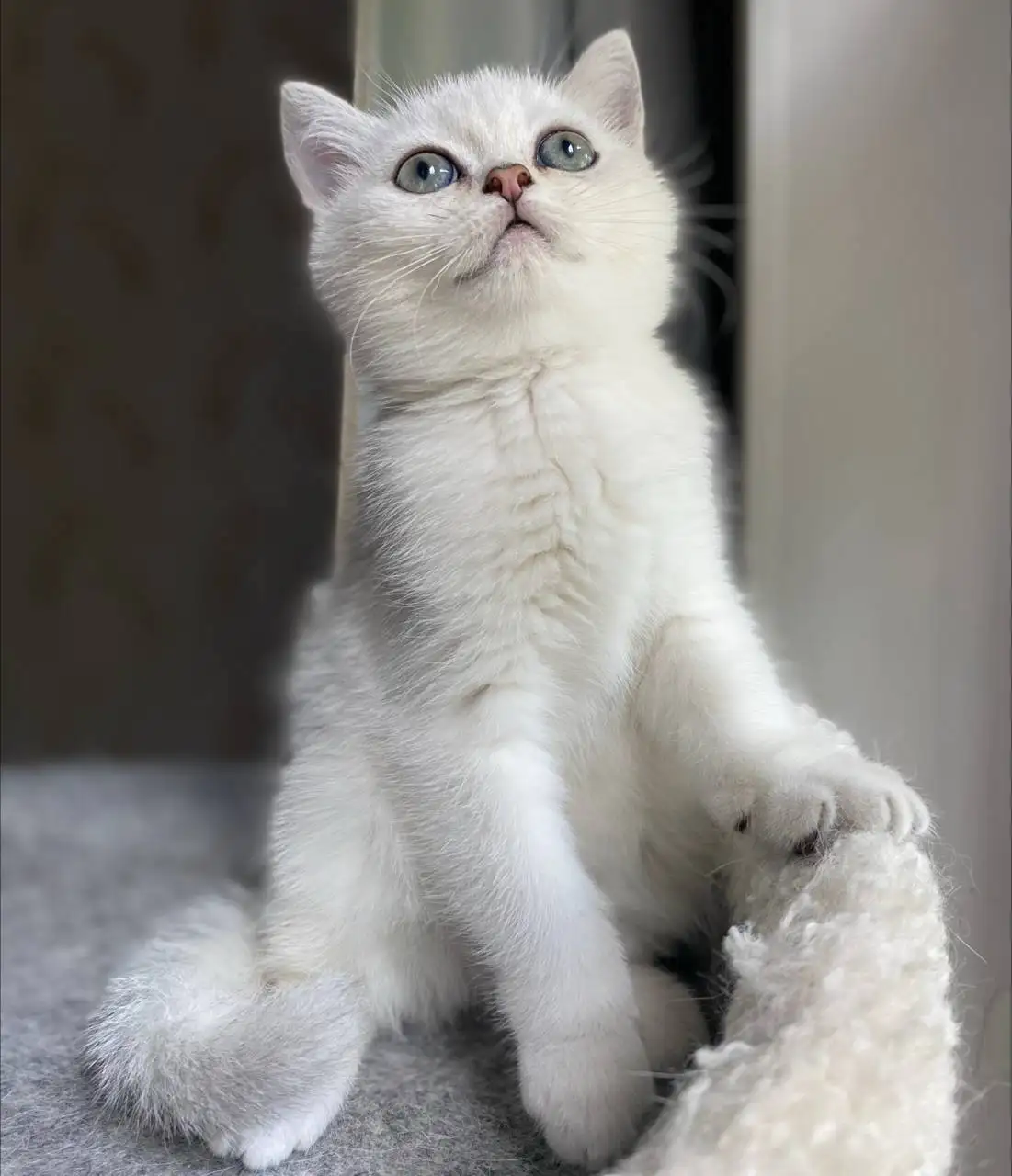 Продаются котята породы Британская серебристая шиншилла - Кошки (Животные) в Красногорск