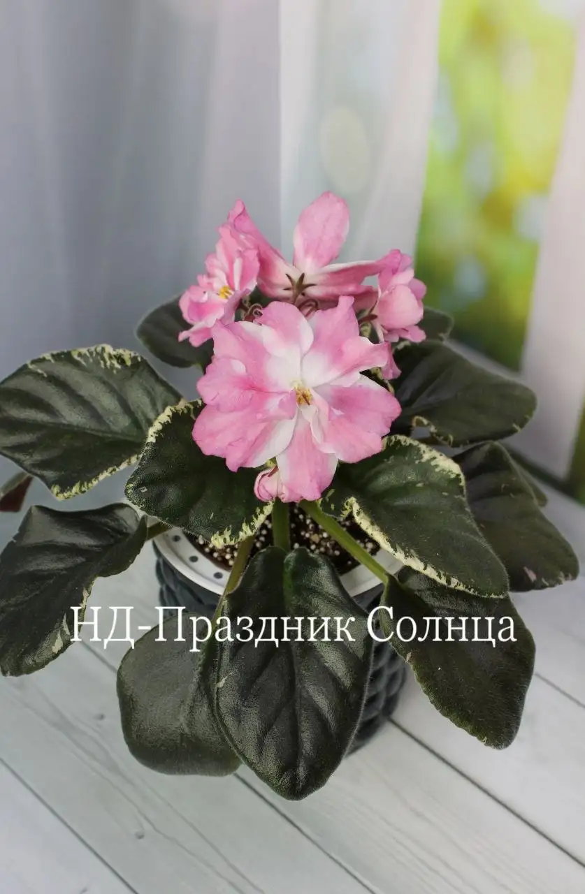 Цветущие фиалки - Комнатные растения (Растения) в Красногорск