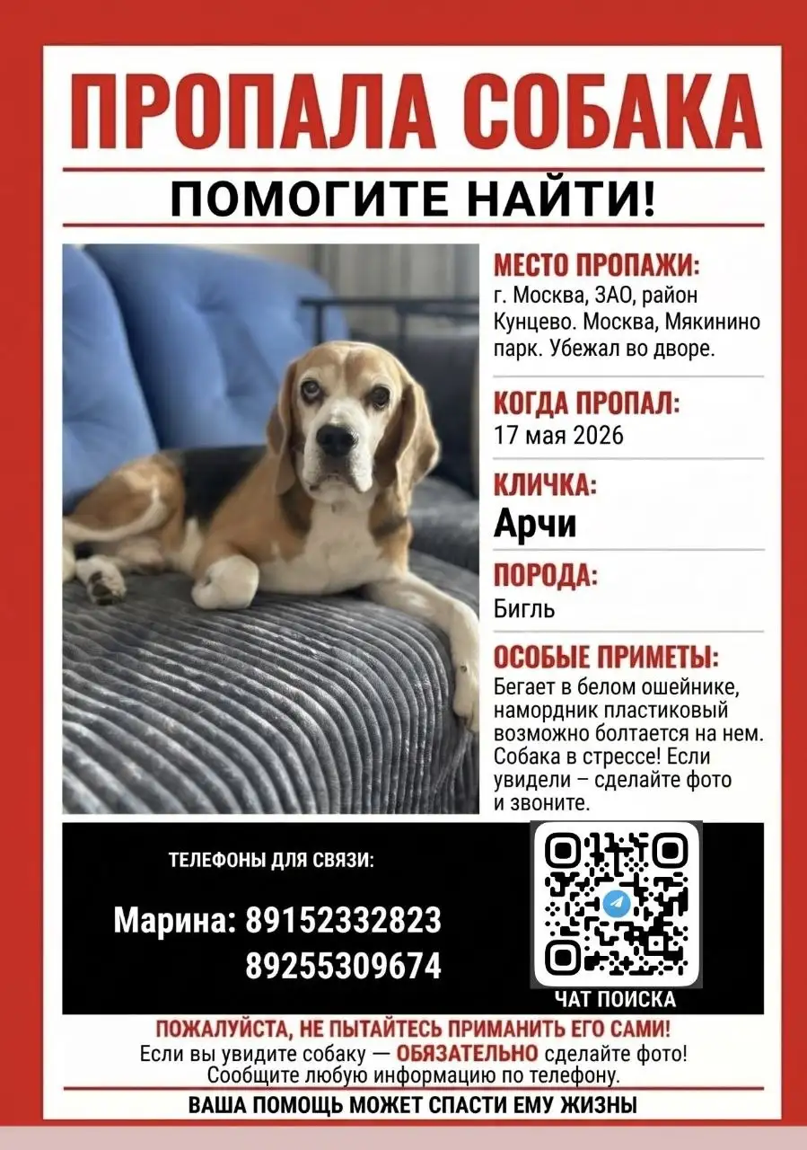 Потерялся бигль Арчи - Потеряшки (Животные) в Москва