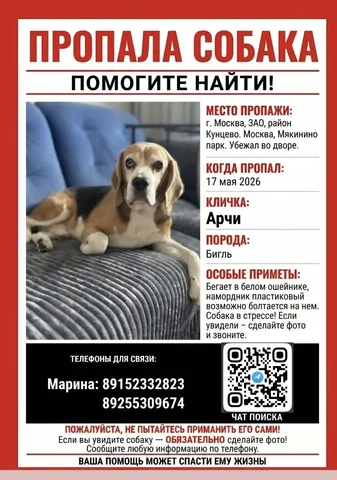 Потерялся бигль Арчи - Животные в Москва