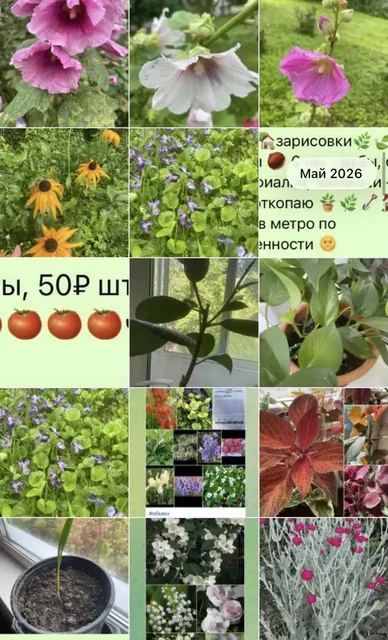 Продажа растений, обмен - Уборка и клининг в Красногорск