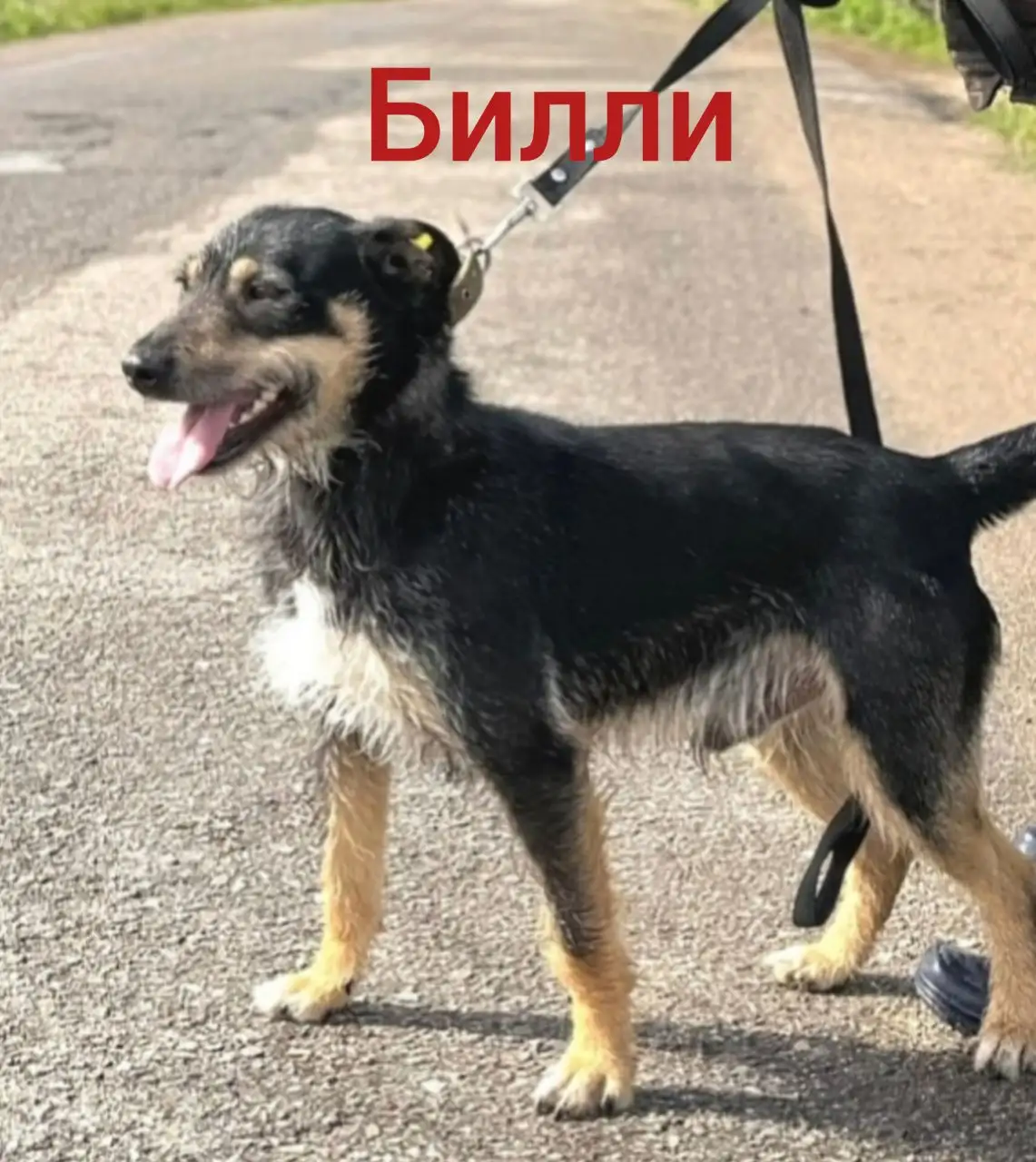 Собаки из приюта Лесной - Собаки (Животные) в Москва