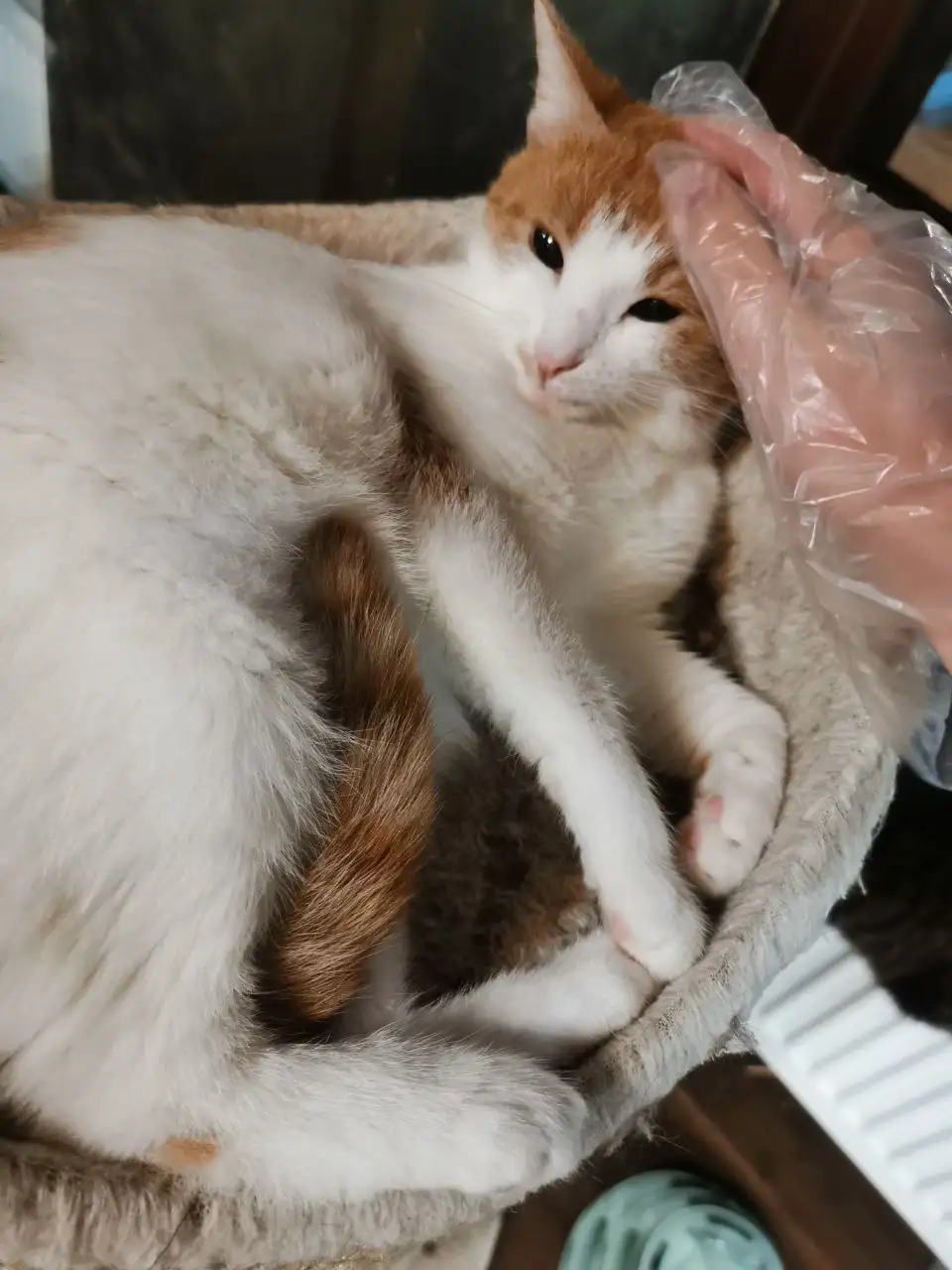 Кошечка Элли ищет дом - Кошки (Животные) в Красногорск