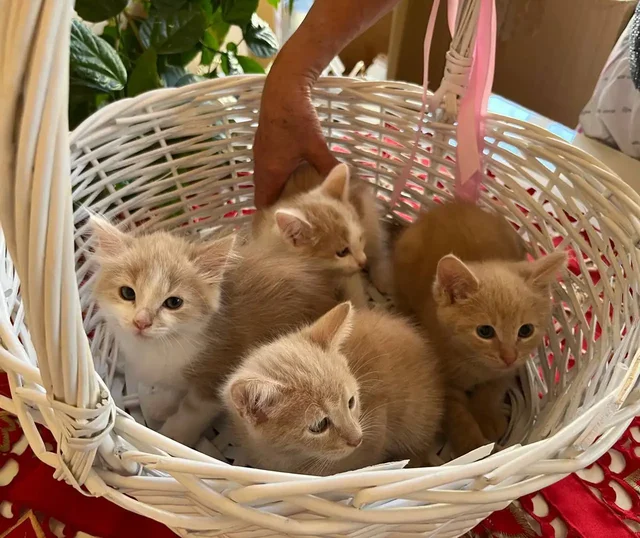 Отдаем прекрасных котят - Животные в Красногорск