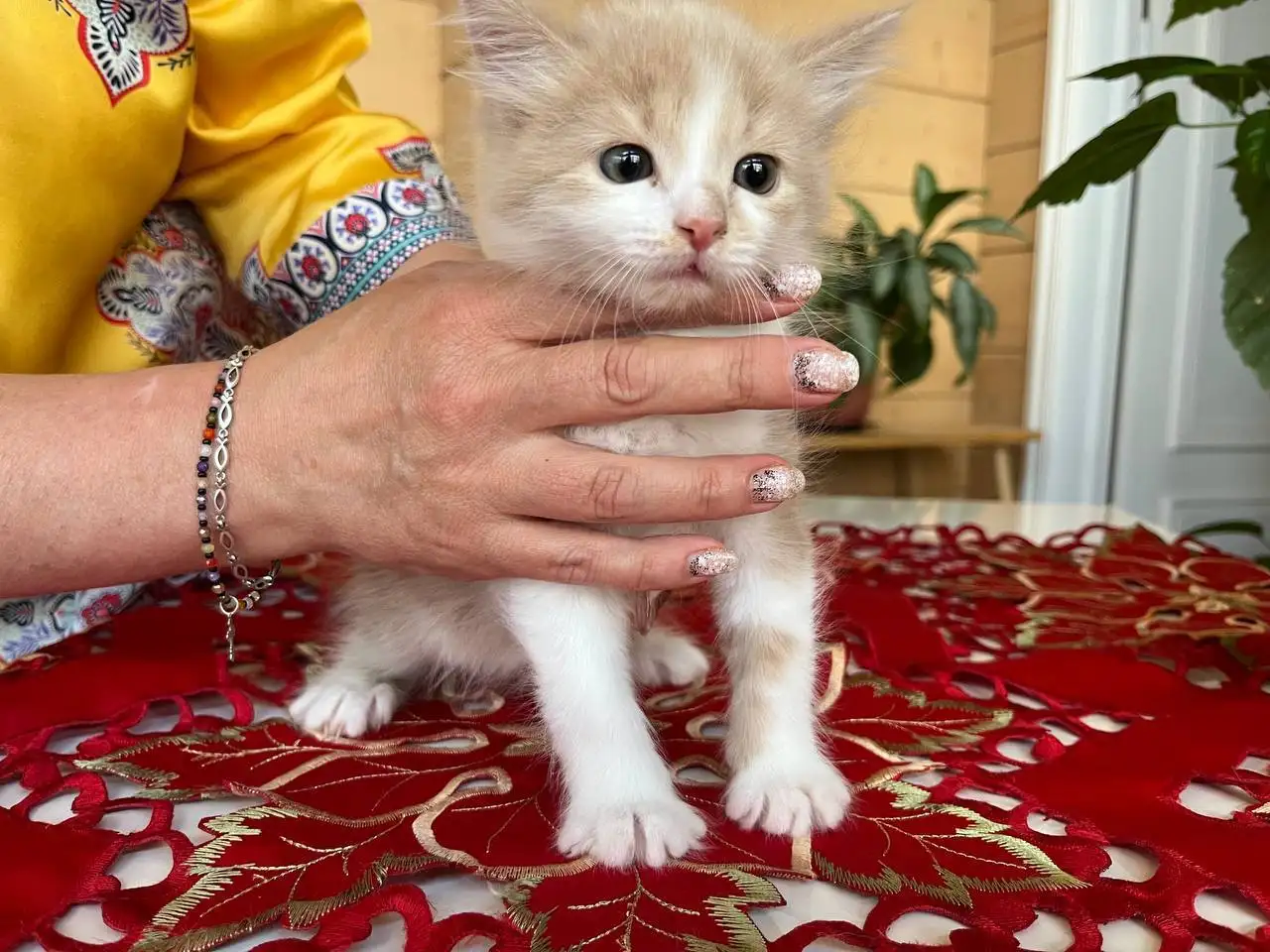 Отдаем прекрасных котят - Кошки (Животные) в Красногорск