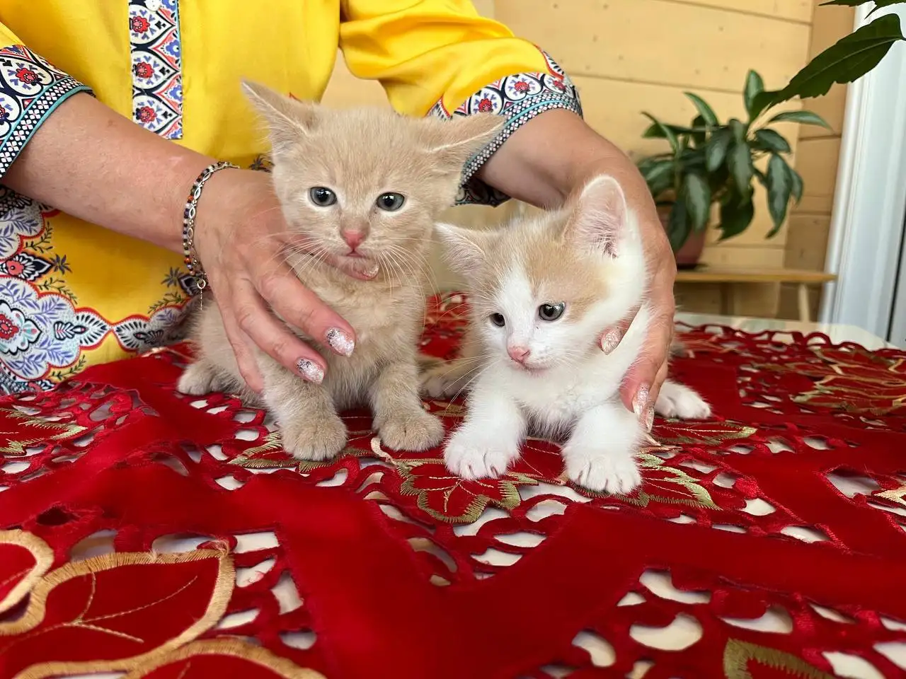 Отдаем прекрасных котят - Кошки (Животные) в Красногорск